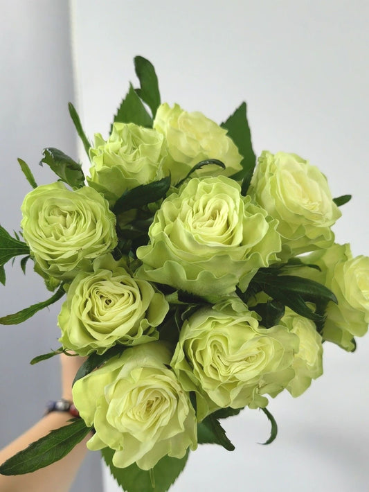 Rare Rose ’ Jutta |小乔 ‘