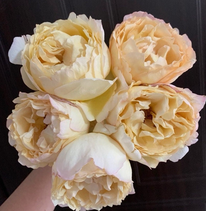 Yves Rose ’ Ivory Yves Piaget | 伊芙象牙伯爵 ‘