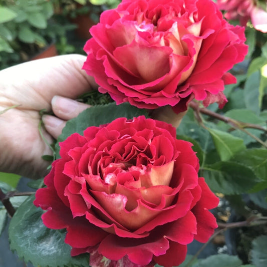Rose ’Docteurs Massad | 马萨德医生 ‘