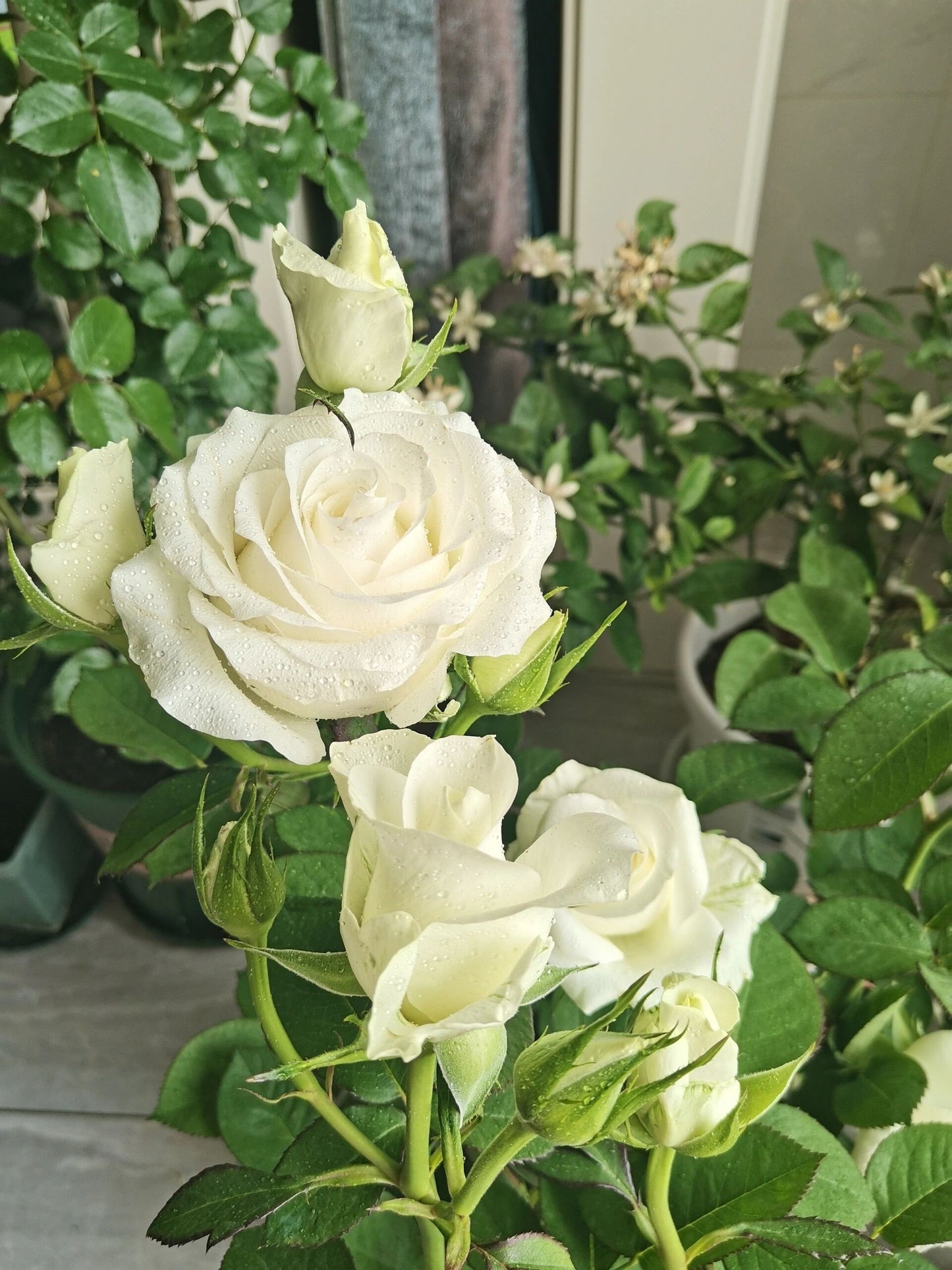 Rose ’ White Chocolate | 白巧克力 ‘