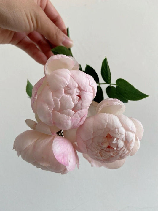 Rose ’Lapin | ラパン | 小兔子‘