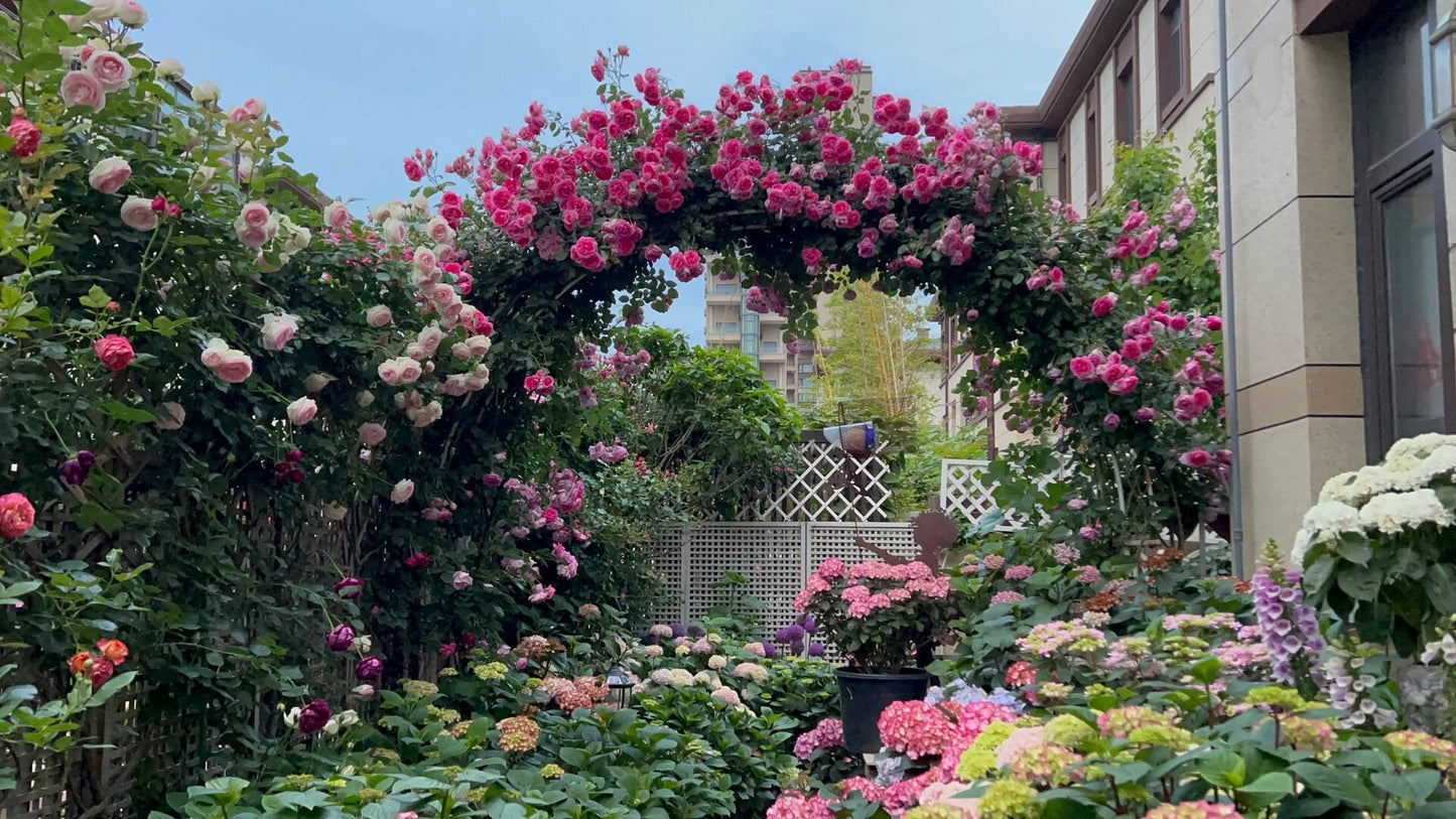 Climbing Rose ‘Pretty in pink eden | つるバラ | 深粉龙沙宝石 ’
