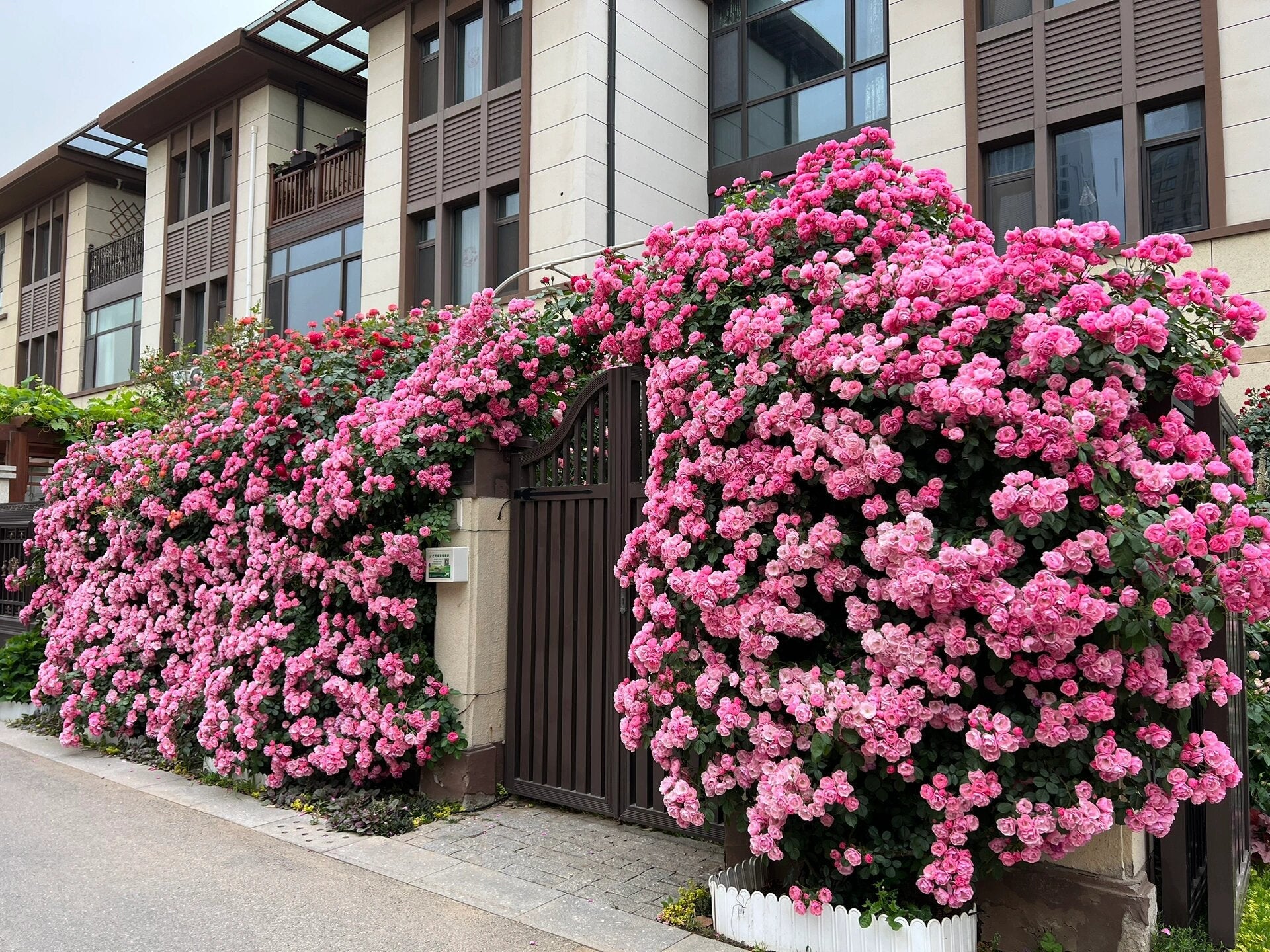 Climbing Rose 'Pretty in pink eden | つるバラ | 深粉龙沙宝石