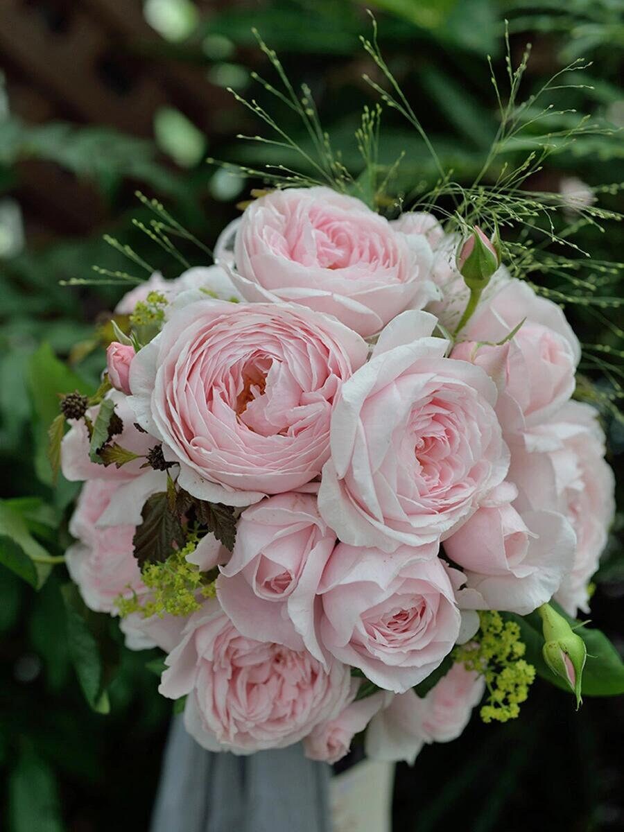 Rose ' Nahéma |娜荷马 / 娜希玛 '