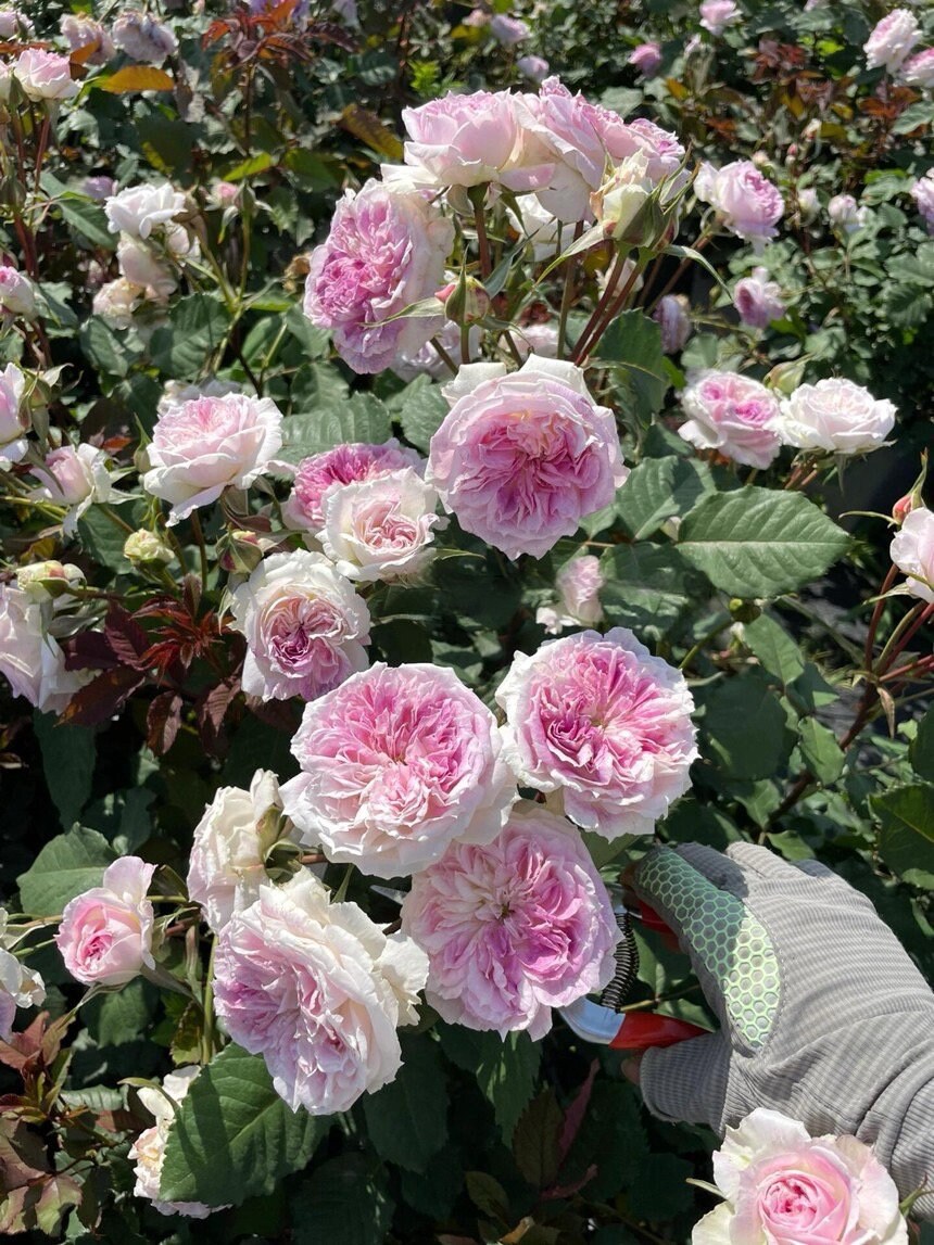 Rare Rose ‘ Kirkē |キルケ | 瑟西 ’