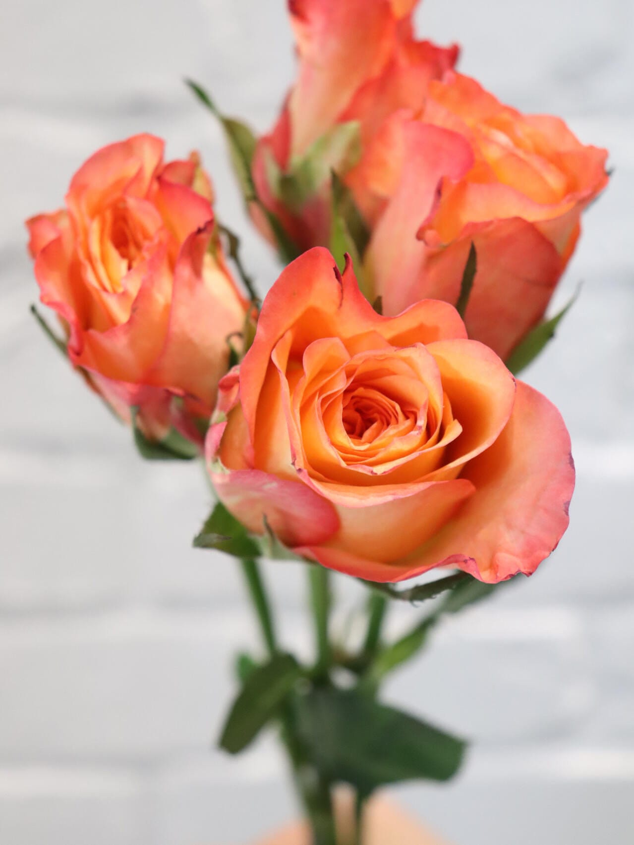 Rose ' Golden Celebration| きんき | 金辉 ' -New variety