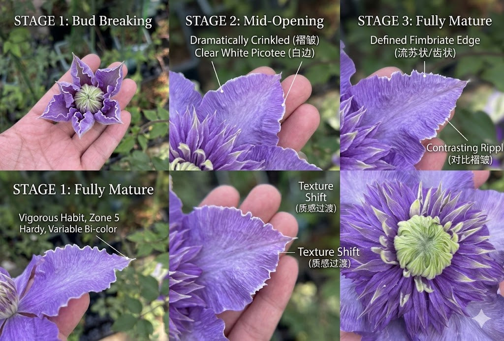 Clematis ' Song of the Secret Garden | 神秘园之歌