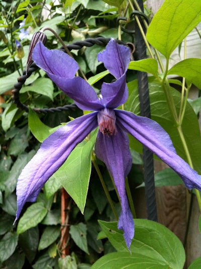 Clematis''Sizaia Ptitsa| Blue Bird| 幸福之鸟| Синяя Птица''