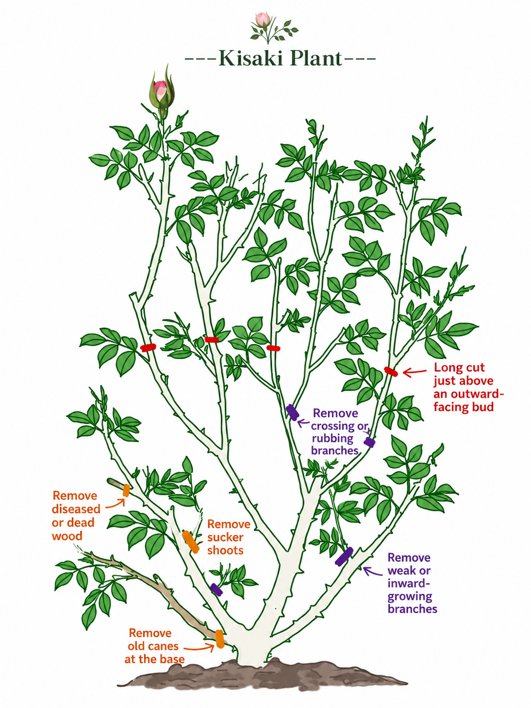 Fall Rose Pruning Guide | How to Prune Roses for Healthy Growth