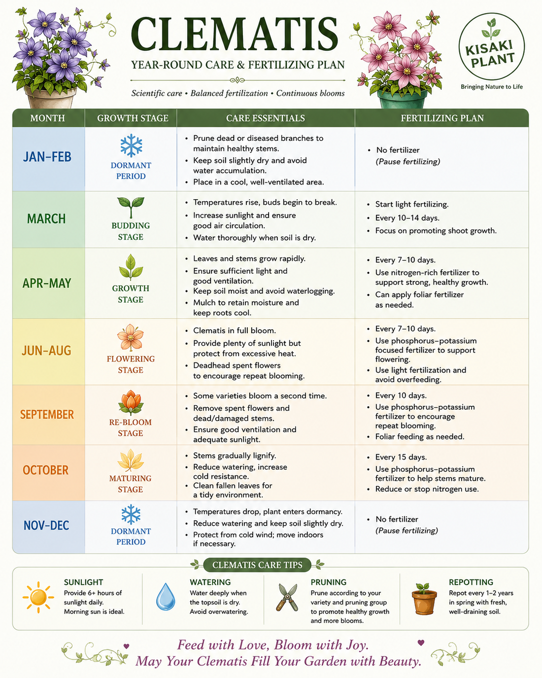 Potted Clematis Year-Round Care & Fertilizing Guide