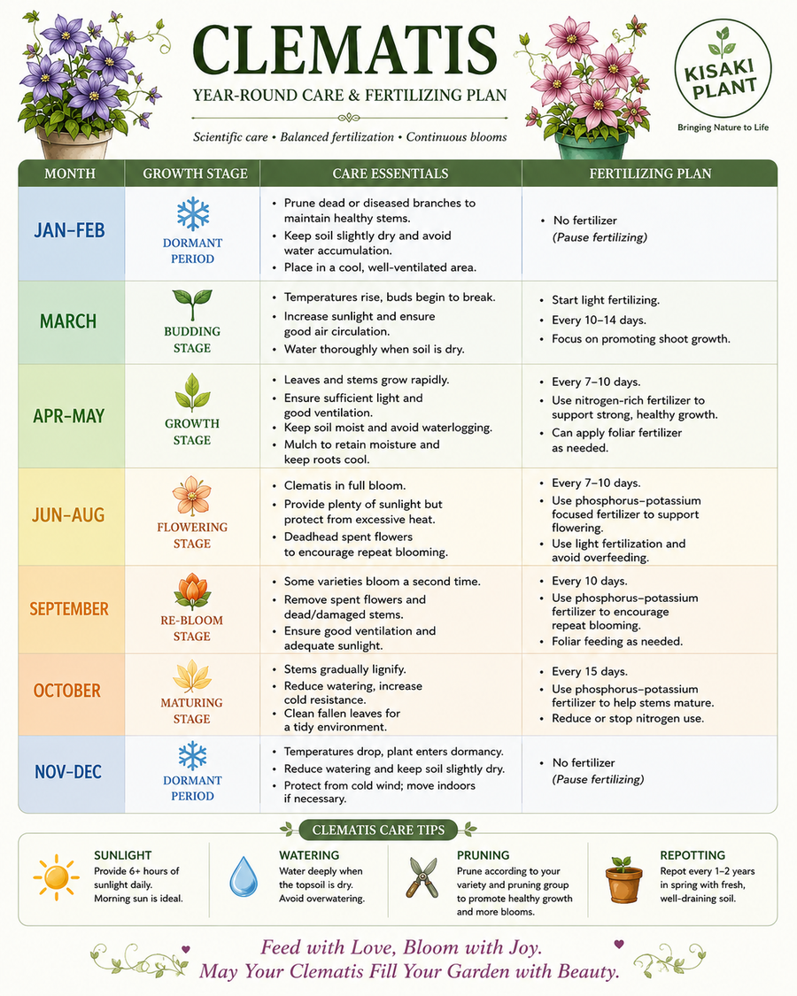 Potted Clematis Year-Round Care & Fertilizing Guide