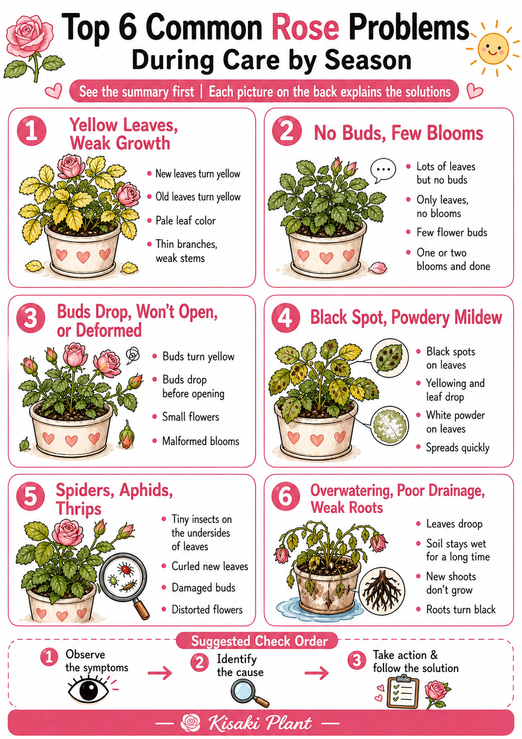 Common Rose Problems: A Complete Troubleshooting Guide for Healthier Blooms