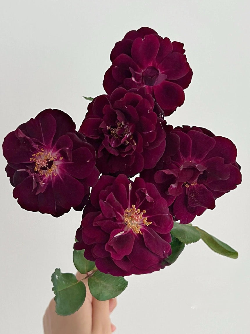 Rose  ‘ Louis XIV｜ルイ14世 ｜路易十四