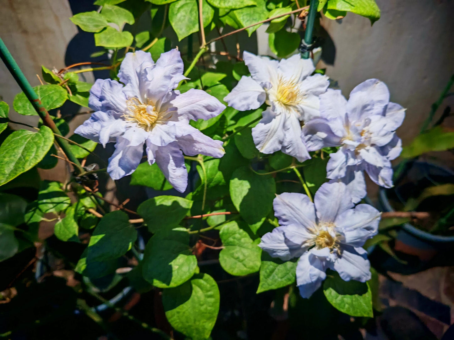 Clematis ‘’Veronica's choice｜维罗妮卡的选择‘’