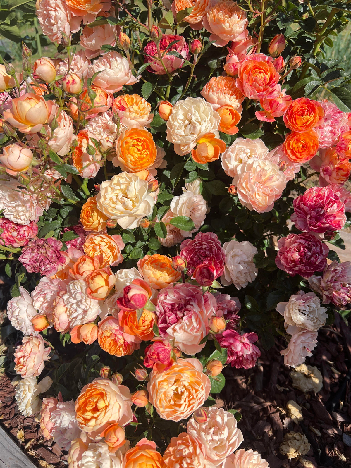 Rose 'Juice Splash' 果汁飞溅