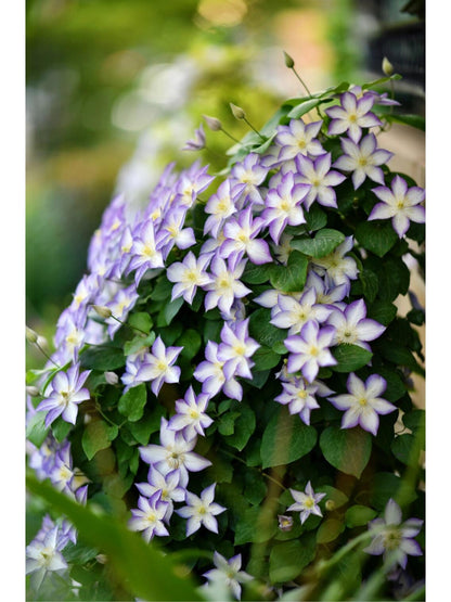 Clematis ‘’Lucky Charm| お守り|幸运符‘’