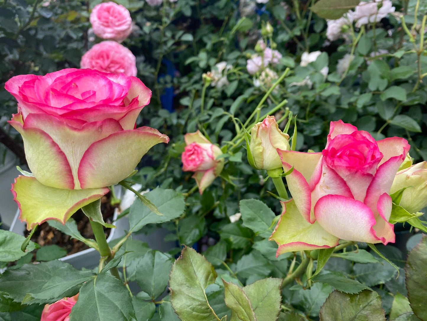 Rose is  ‘ Monroe ｜ 梦露