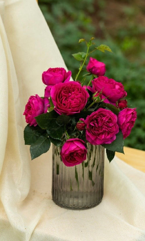 Rose  ‘ Ci Xuan| 慈萱|  - New Variety 2020