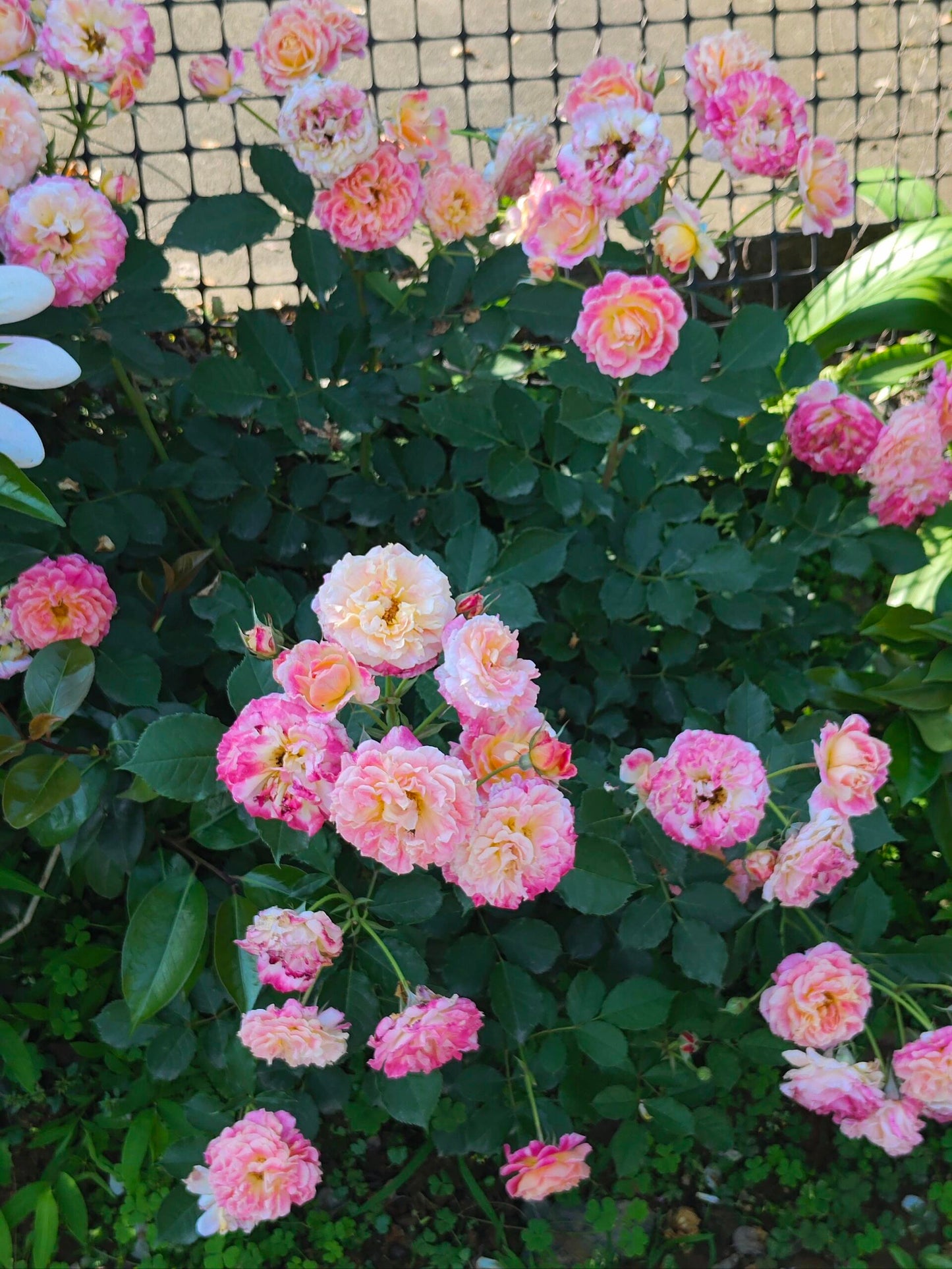 Rare Rose  ‘ Chaleur｜シヤル一ル ｜温暖｜夏洛尔