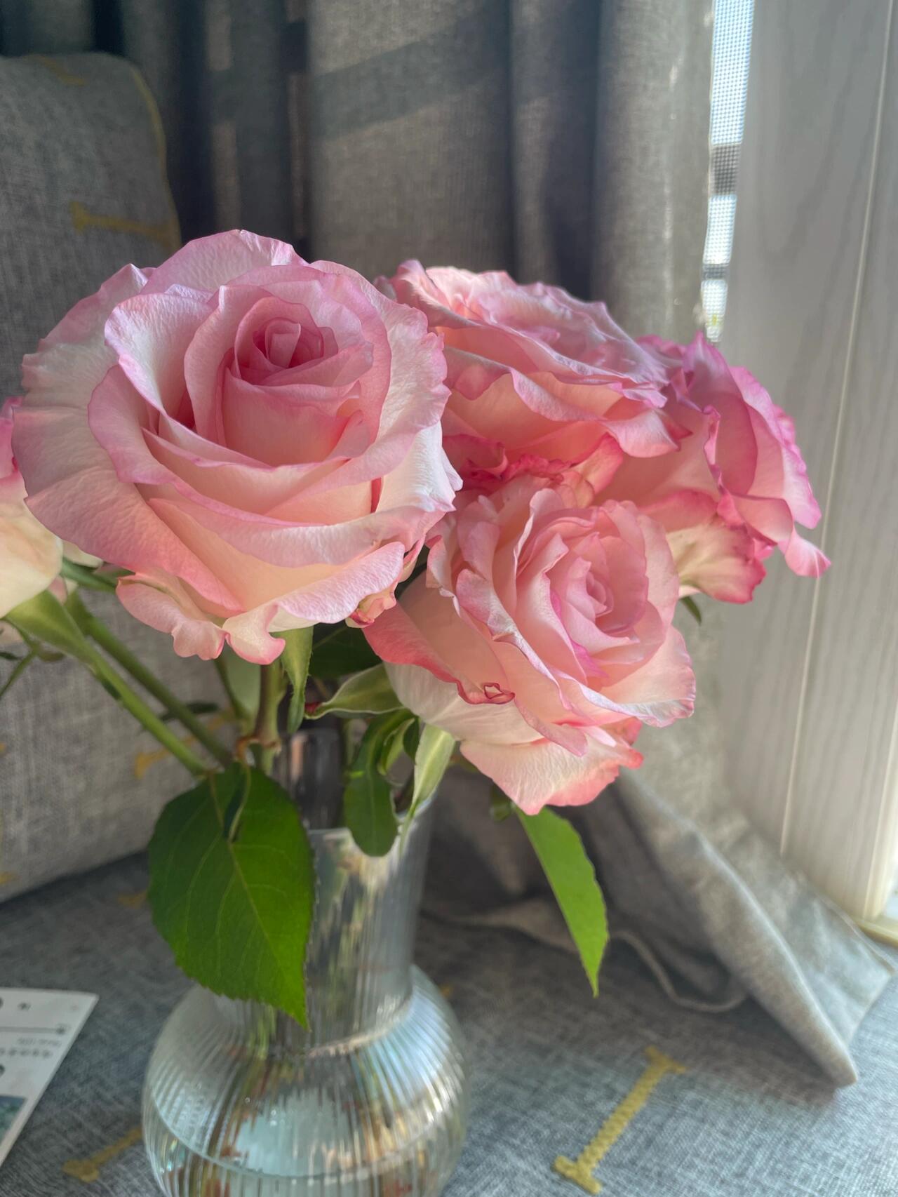 Rose  ’ BouLevard ｜ 林荫大道 | 武媚娘
