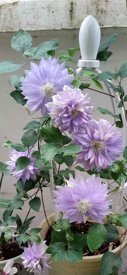 Clematis ''Ruriokoshi ｜ルリオコシ| 琉璃''
