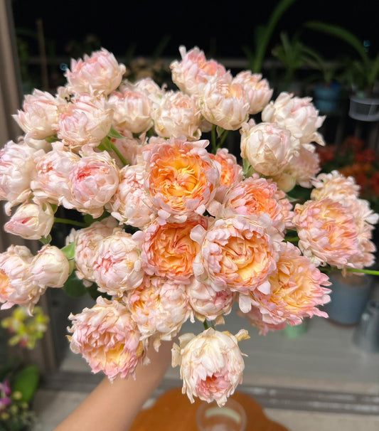 Rare Rose  ‘ Peach Anemone ｜桃子海葵 - New Variety 2023