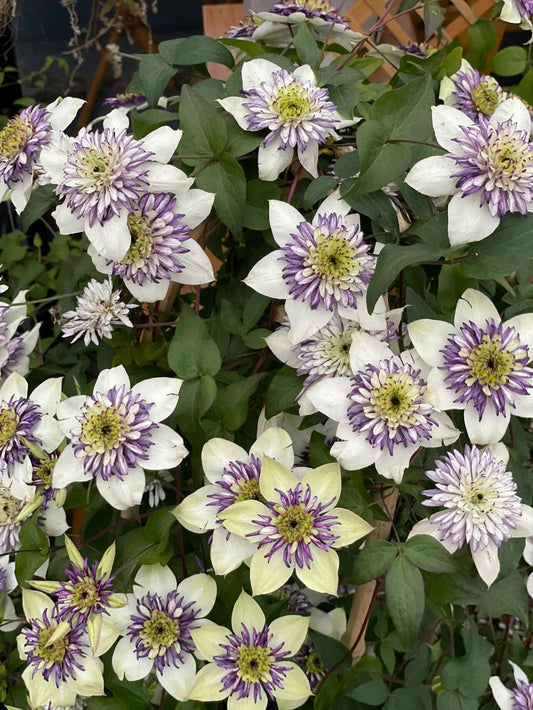 Clematis ‘’New Viennetta|千层雪| 新幻紫‘’