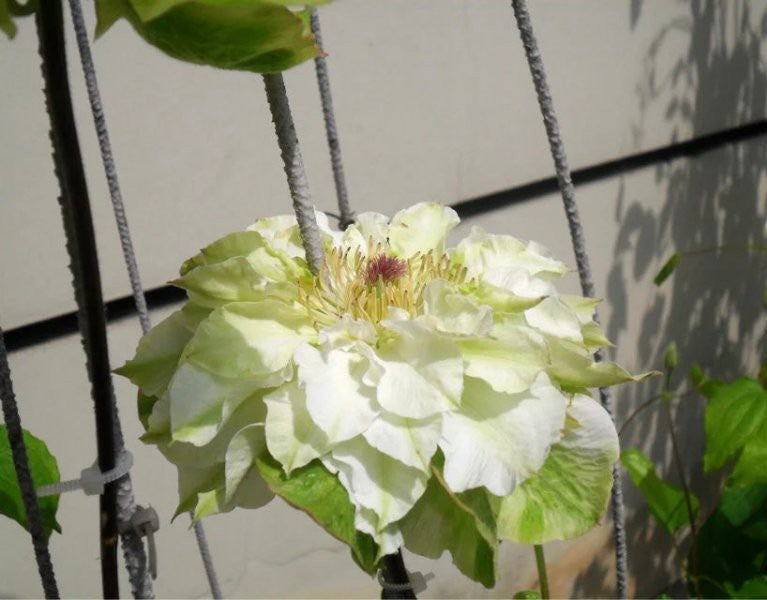 Clematis ‘’Midori |美登利 ‘’