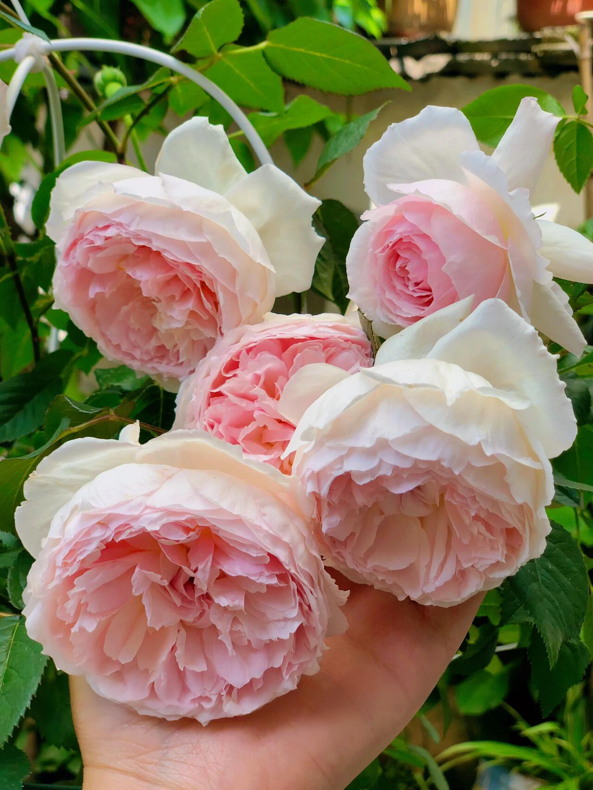 Rose 'Pretty Rabbit' 漂亮的玉兔
