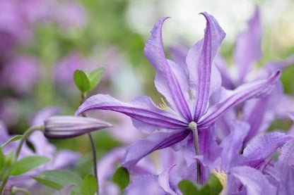 Clematis ‘’East River| 东方河流‘’