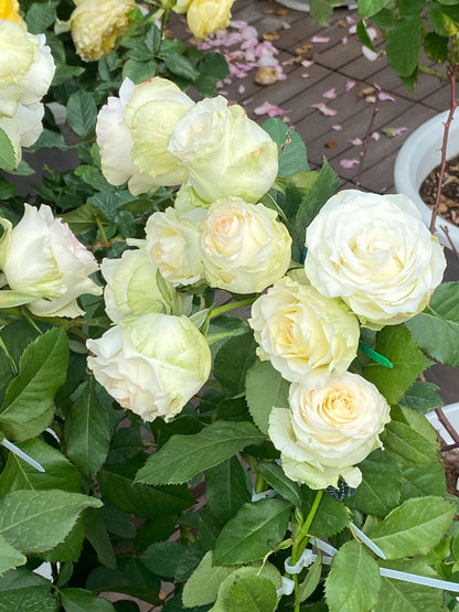 Rose  ’ White Jumilia ｜白艾莎