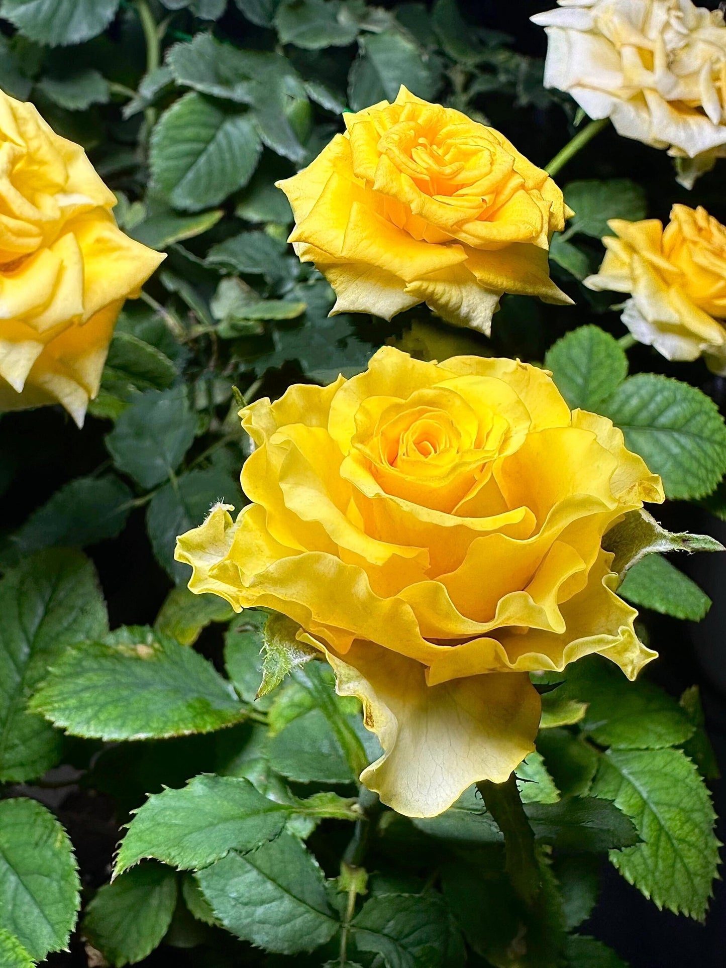 Rose  ’ Shell｜ 贝壳