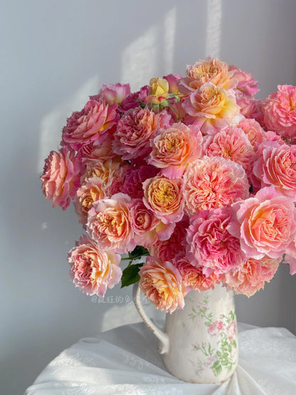 Rare Rose  ‘ Chaleur｜シヤル一ル ｜温暖｜夏洛尔
