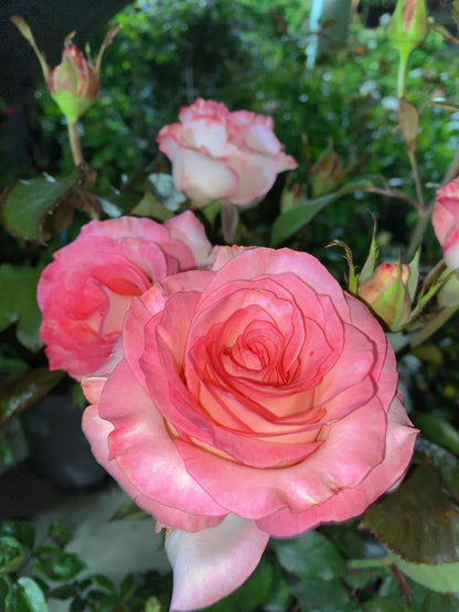 Rose  ’ BouLevard ｜ 林荫大道 | 武媚娘