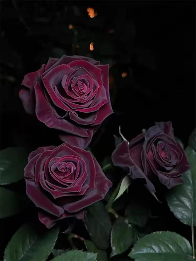 Rose  ‘ Louis XIV｜ルイ14世 ｜路易十四