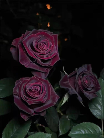 Rose  ‘ Louis XIV｜ルイ14世 ｜路易十四
