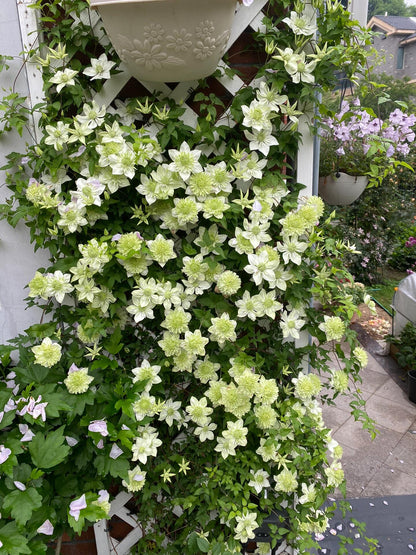 Clematis ''Alba Plenal | 白万重''-小绿| 绿玉