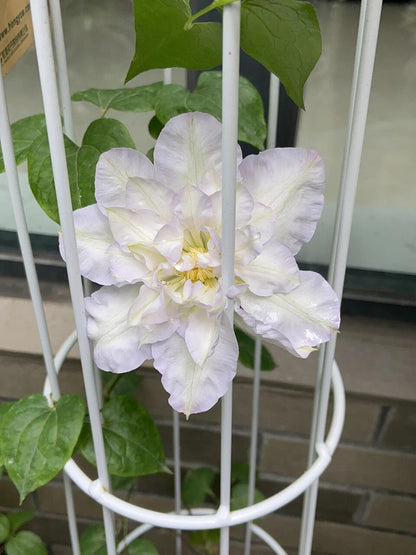 Clematis ‘’Veronica's choice｜维罗妮卡的选择‘’