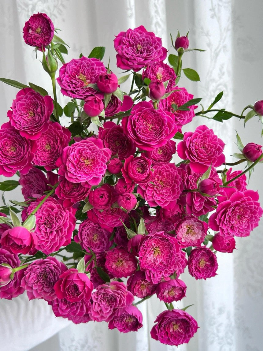 Shrub Rose 'Marriotta | 马里奥塔 '