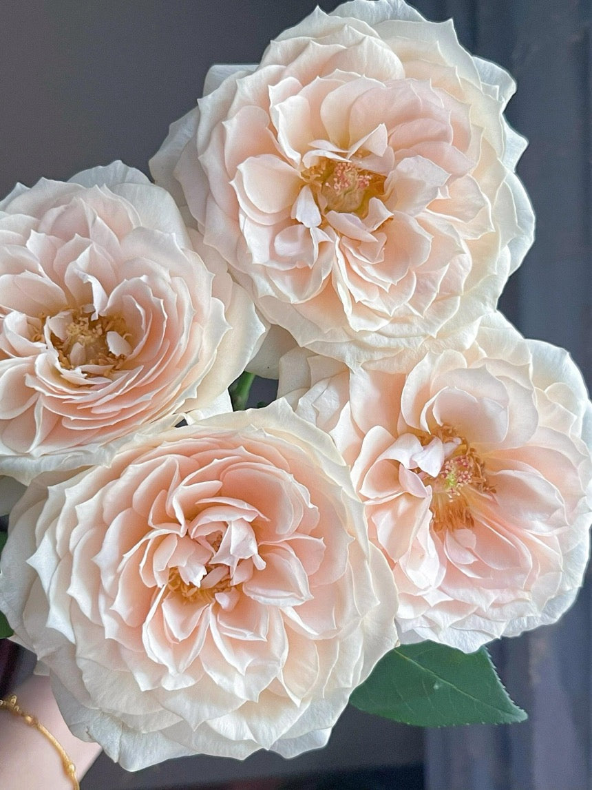 Rose  ‘ Royal Diva｜歌剧皇后'