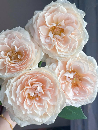 Rose  ‘ Royal Diva｜歌剧皇后'