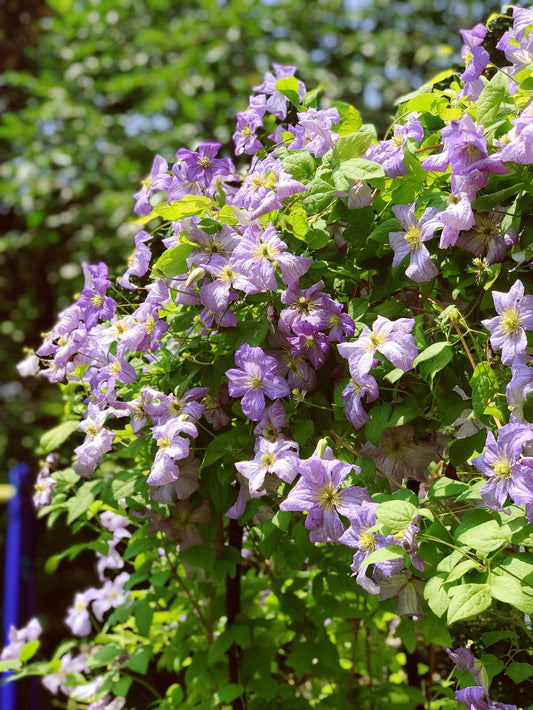 Clematis ‘’Emilia Plater｜艾米丽花盘‘’