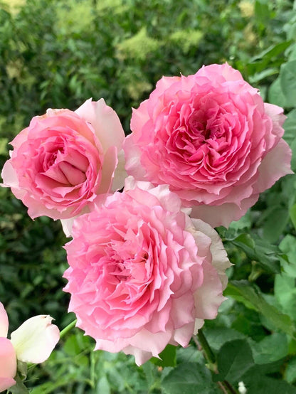 Rose  'Doniazade | 粉天方夜谭 '