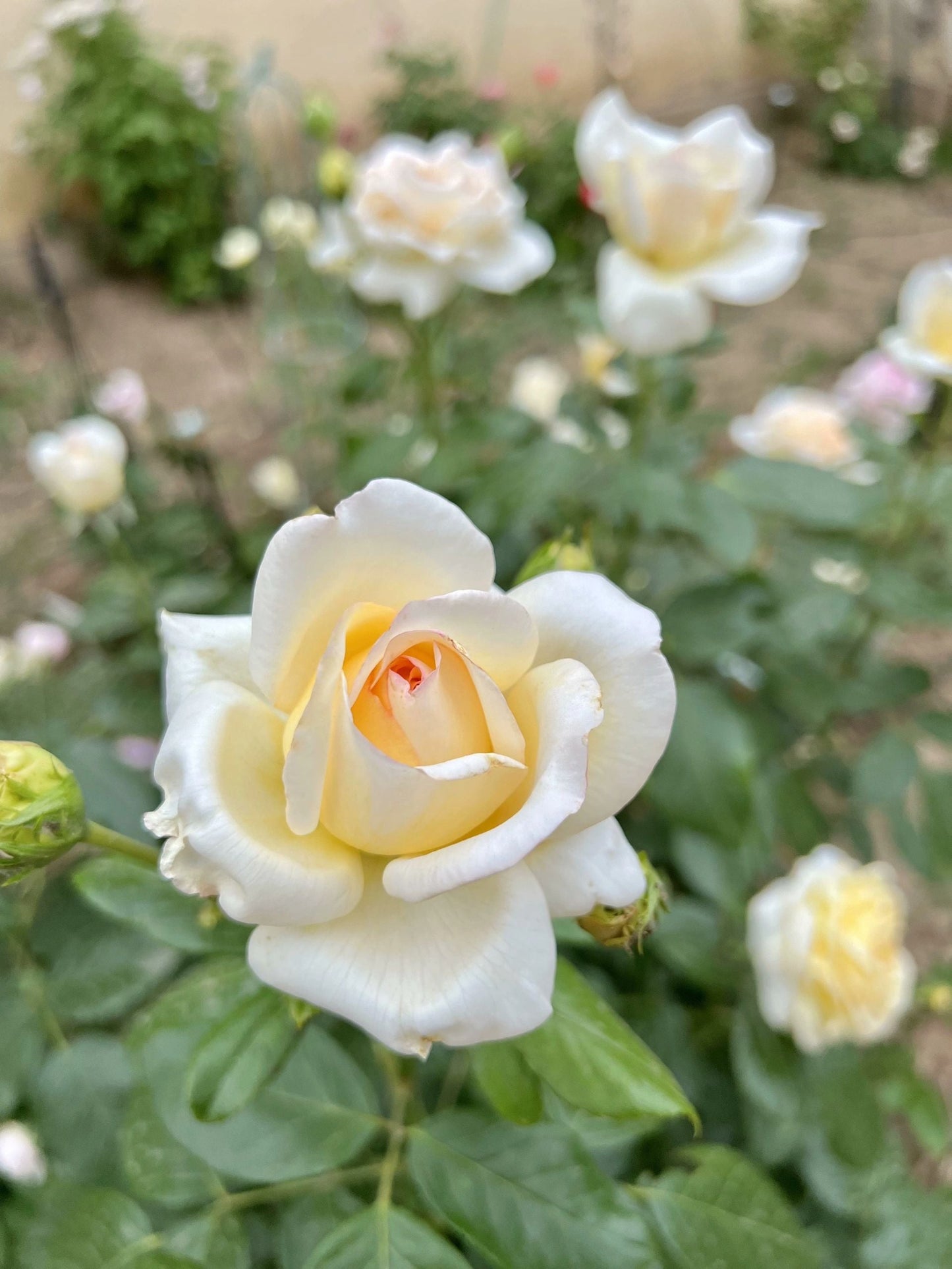 Rose  ‘ Anastasia ｜假面公主 - Award-Winning Variety