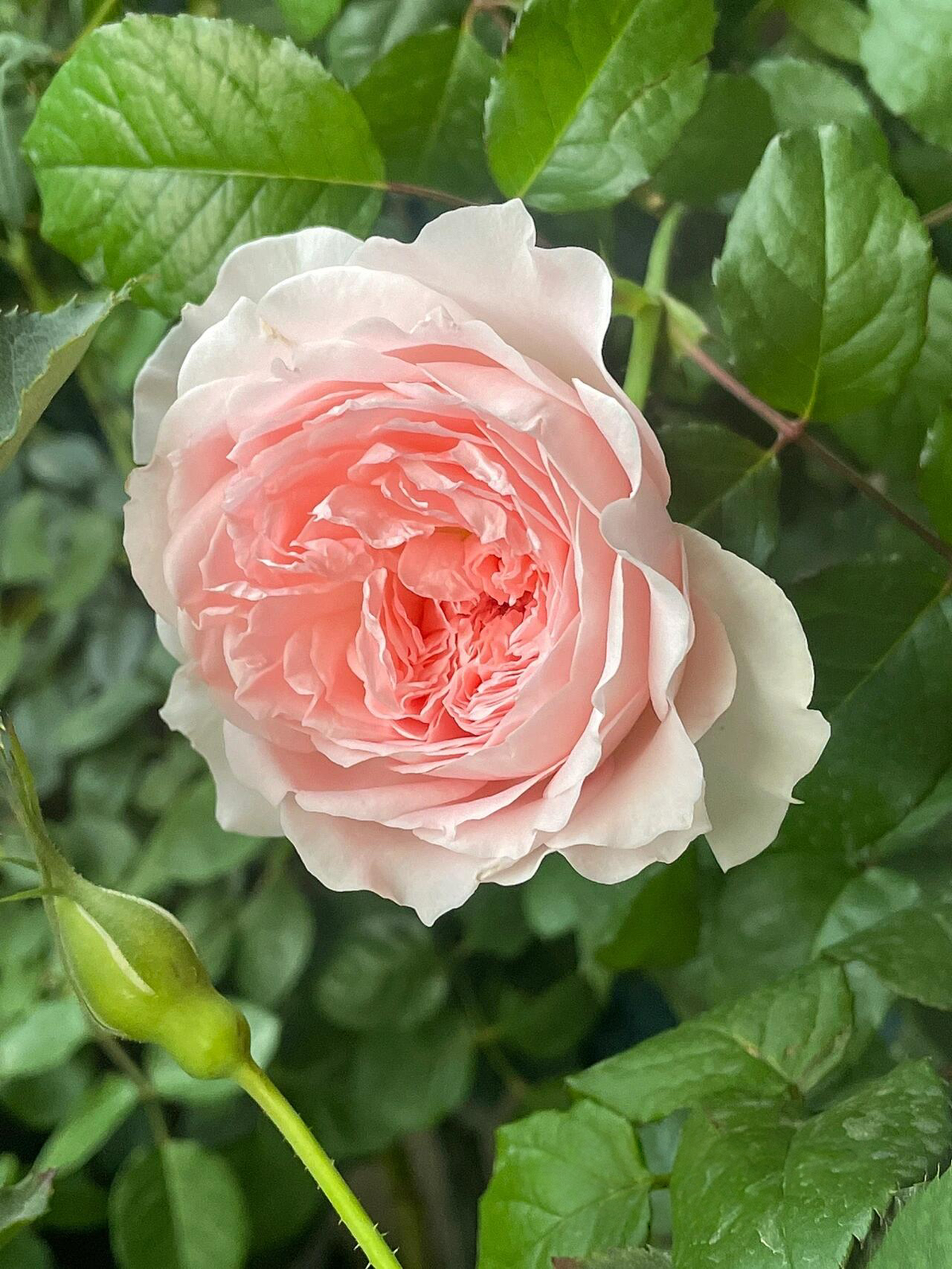 Rose 'Pretty Rabbit' 漂亮的玉兔