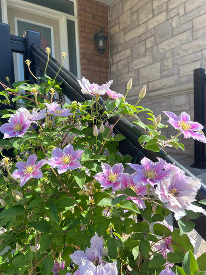 Clematis ‘’Piilu｜小鸭‘’