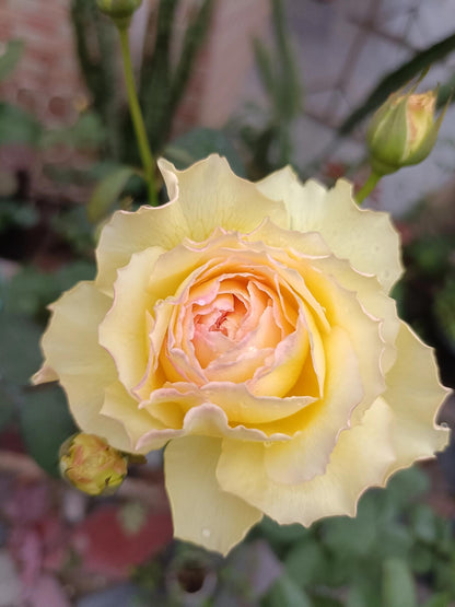 Rose ’ Kagelou| カゲロウ  | 阳炎/蜉蝣  - New varieties 2020