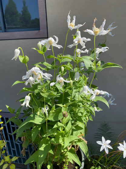 Jasmine Clematis ''Hakuree | ハクレイ| 白麗| 哈库里''
