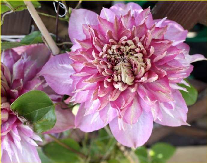 Clematis ‘’Patricia Ann Fretwel｜帕特丽夏‘’