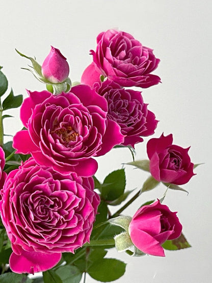 Shrub Rose 'Marriotta | 马里奥塔 '